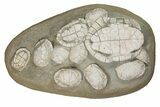 Incredible Fossil Turtle (Emydoidea) Mortality - Nebraska #240381-1